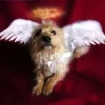 Кучета визия