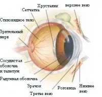 Кучета визия