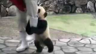 Кой има най-красивите котки