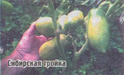 Ultrarannie домати
