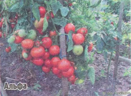 Ultrarannie домати