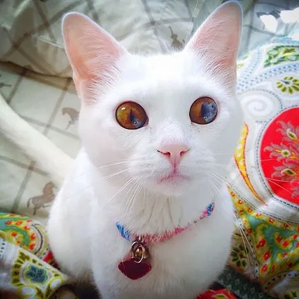Кой има най-красивите котки