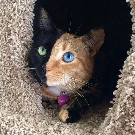 Кой има най-красивите котки