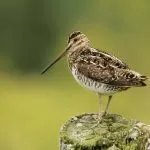 Емисията на бекасини Емисията на бекасини