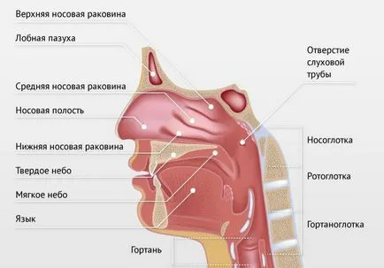 Назофаринкса болки, отколкото лечение