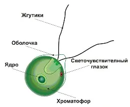 Емисията на водорасли