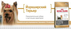 Какво можете да яде Йоркширски териер