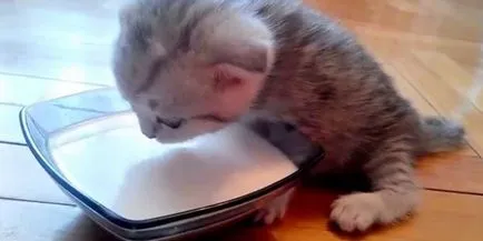 Котенца обичат да доведе до