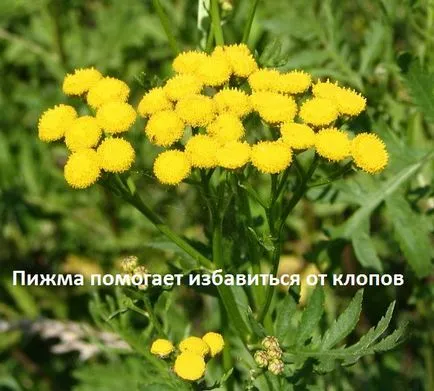 бъгове отрова бъгове отрова