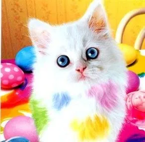 Ако нещо да се направи навес