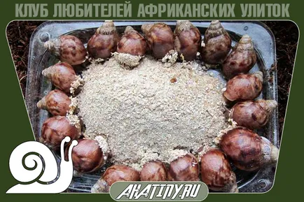 Гамарус какво е Гамарус какво е