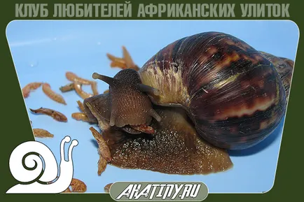 Гамарус какво е Гамарус какво е