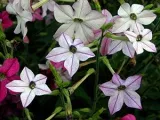 Киселец цвете - грижа в дома за засаждане и развъждане Oxalis на; дом Oxalis - oksalis