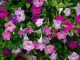 Morning Glory Flower - грижата и засаждане; снимка Morning Glory, грамофонче много години - расте от семена