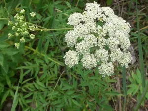 Hemlock (постижения отровни) - свойства и прилагане, противопоказания (свойства) Hemlock (постижения отровни) - свойства и прилагане, противопоказания