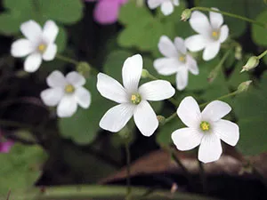 Киселец цвете - грижа в дома за засаждане и развъждане Oxalis на; дом Oxalis - oksalis