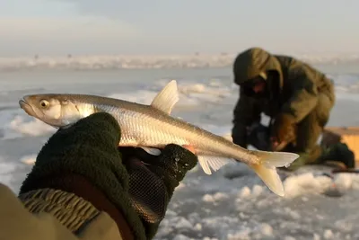 Какъв вид риба whitebait и как да хване повече риба (миришеше риболов) Какъв вид риба whitebait и как да хване повече риба