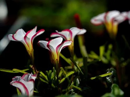 Киселец цвете - грижа в дома за засаждане и развъждане Oxalis на; дом Oxalis - oksalis