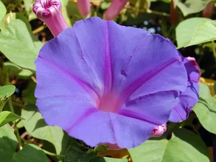 Morning Glory Flower - грижата и засаждане; снимка Morning Glory, грамофонче много години - расте от семена