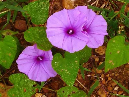 Morning Glory Flower - грижата и засаждане; снимка Morning Glory, грамофонче много години - расте от семена