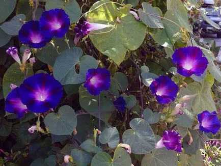 Morning Glory Flower - грижата и засаждане; снимка Morning Glory, грамофонче много години - расте от семена