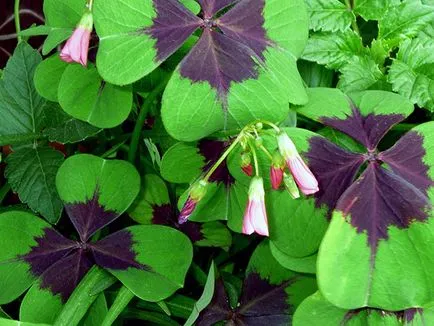 Киселец цвете - грижа в дома за засаждане и развъждане Oxalis на; дом Oxalis - oksalis