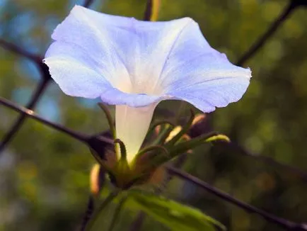 Morning Glory Flower - грижата и засаждане; снимка Morning Glory, грамофонче много години - расте от семена