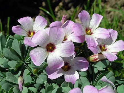 Киселец цвете - грижа в дома за засаждане и развъждане Oxalis на; дом Oxalis - oksalis