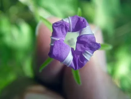 Morning Glory Flower - грижата и засаждане; снимка Morning Glory, грамофонче много години - расте от семена