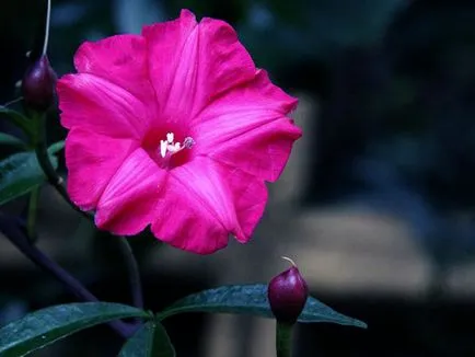 Morning Glory Flower - грижата и засаждане; снимка Morning Glory, грамофонче много години - расте от семена