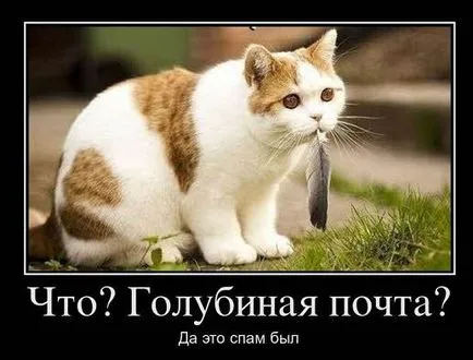 Какво е спам и как да се бори спамерите в интернет, създаването, популяризирането и плащат онлайн