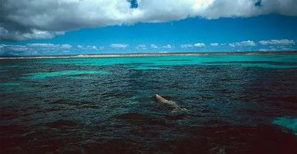 Каква е Dugong