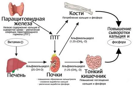 Примери за хормони