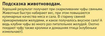 Какво е Chufa