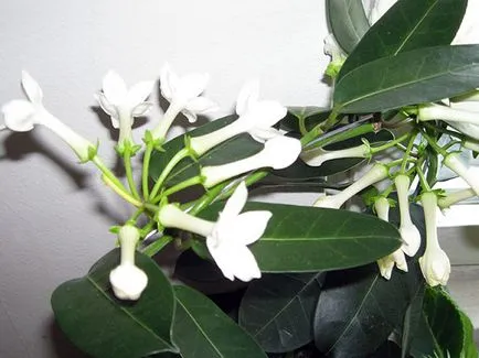 грижа Stephanotis у дома