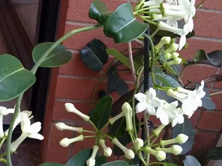 грижа Stephanotis у дома