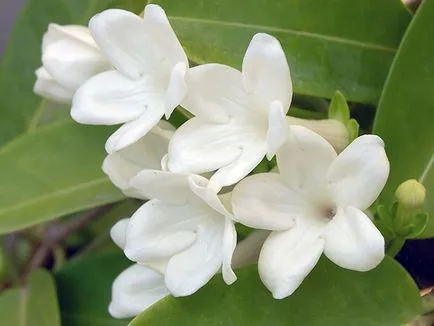грижа Stephanotis у дома
