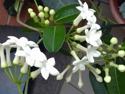 грижа Stephanotis у дома