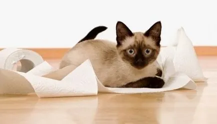 Разстройство при котки Разстройство при котки