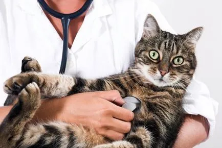 Разстройство при котки Разстройство при котки