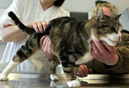 Разстройство при котки Разстройство при котки