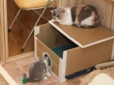 Дърво за котки