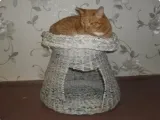 Дърво за котки