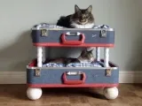 Дърво за котки