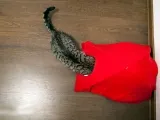 Дърво за котки