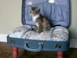 Дърво за котки