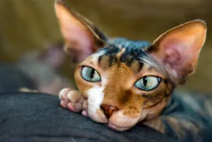 Sphynx породи котки
