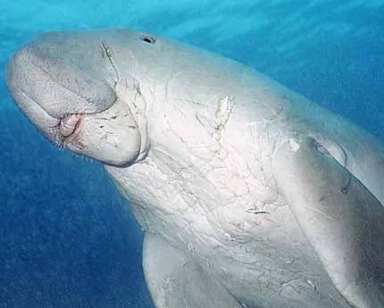 Каква е Dugong