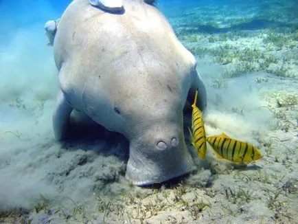 Каква е Dugong