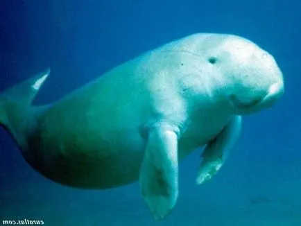 Каква е Dugong